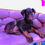 Thumbnail: Doberman puppy 2