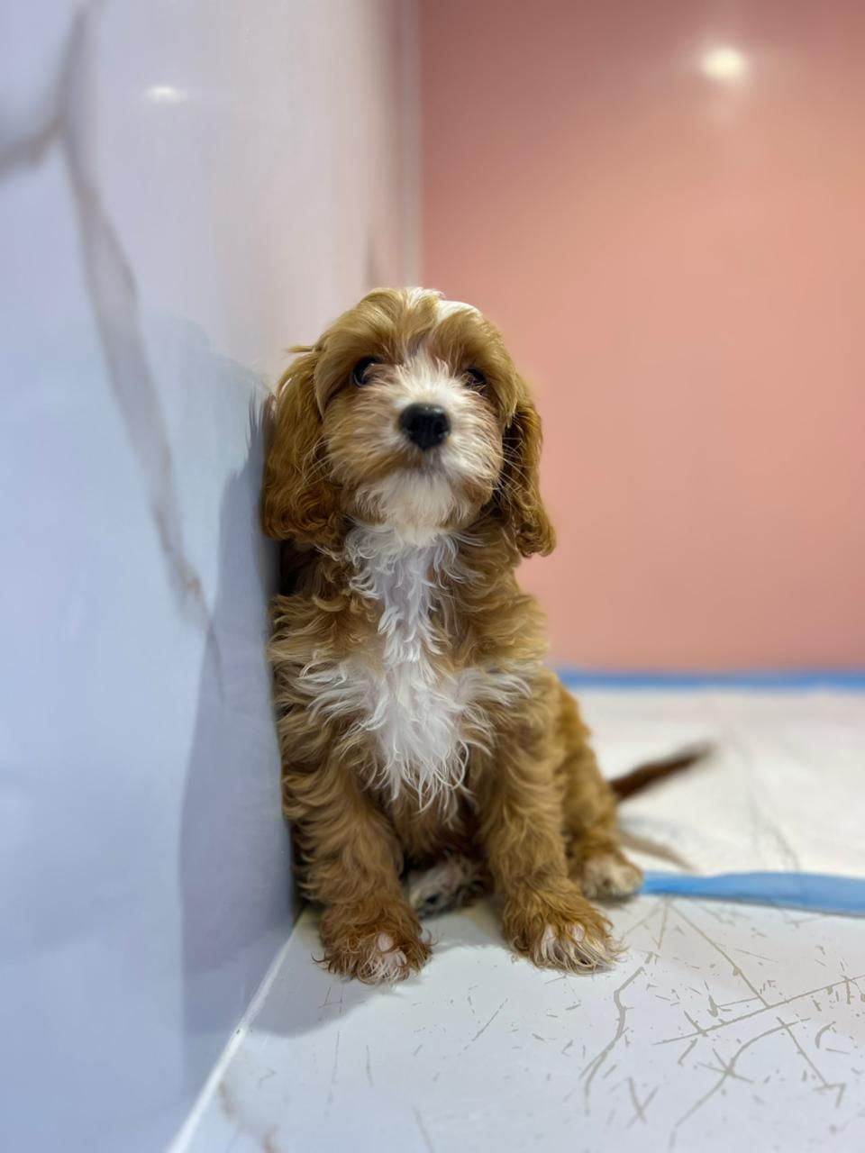 Miniatura: Cavapoo Puppies 