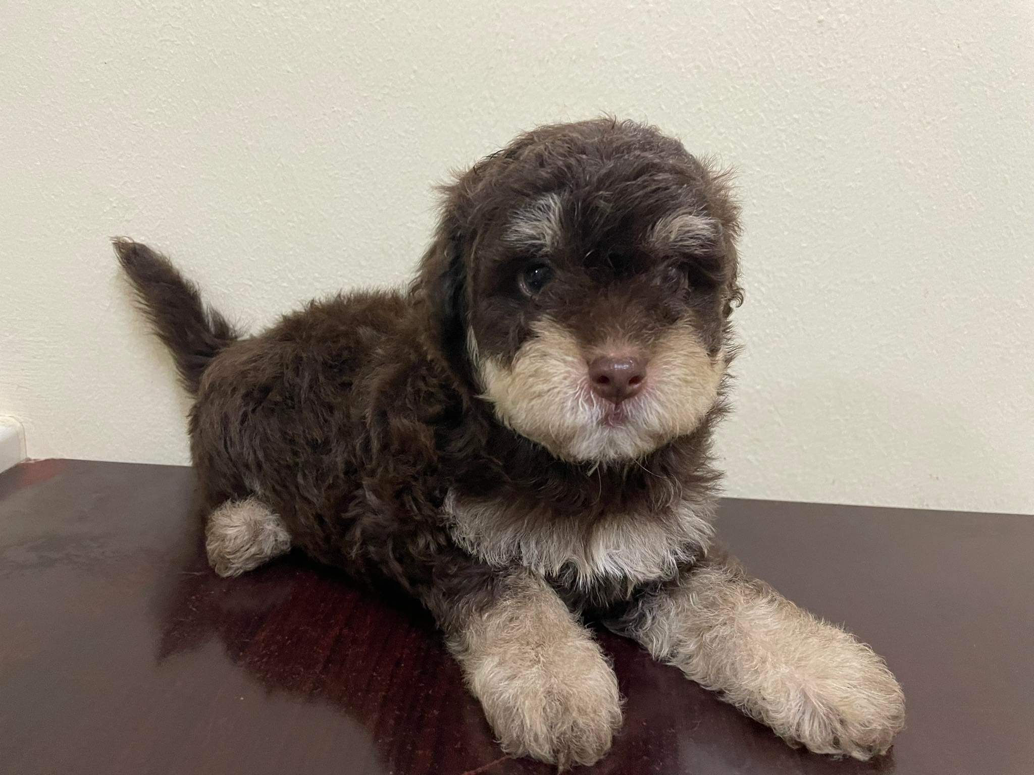 Havanese puppies