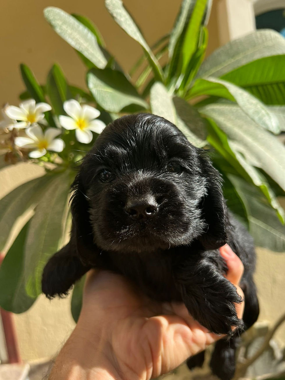 Thumbnail: Black cockier spaniel puppy 