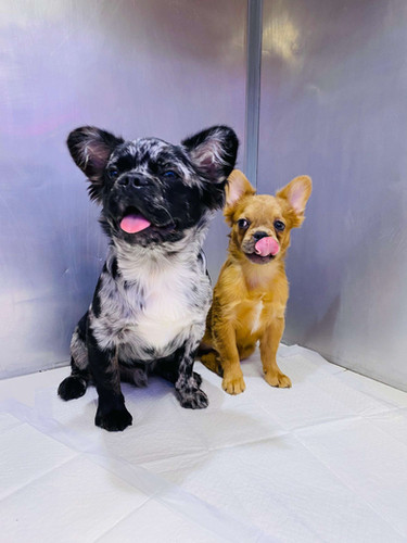 Fluffy French Bulldog Puppies Petholicks
