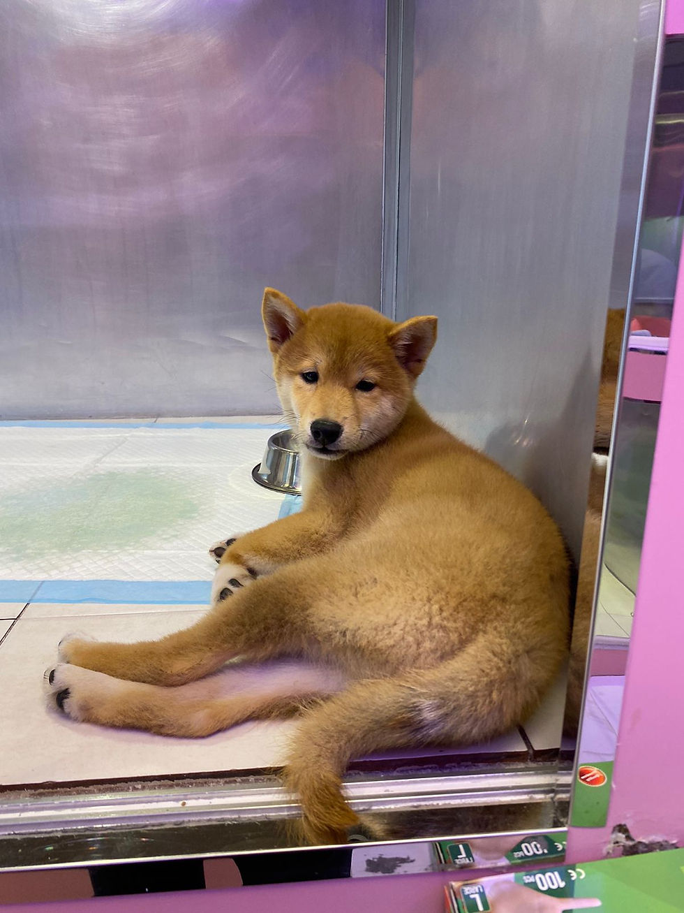 Shiba inu Female Puppy 1