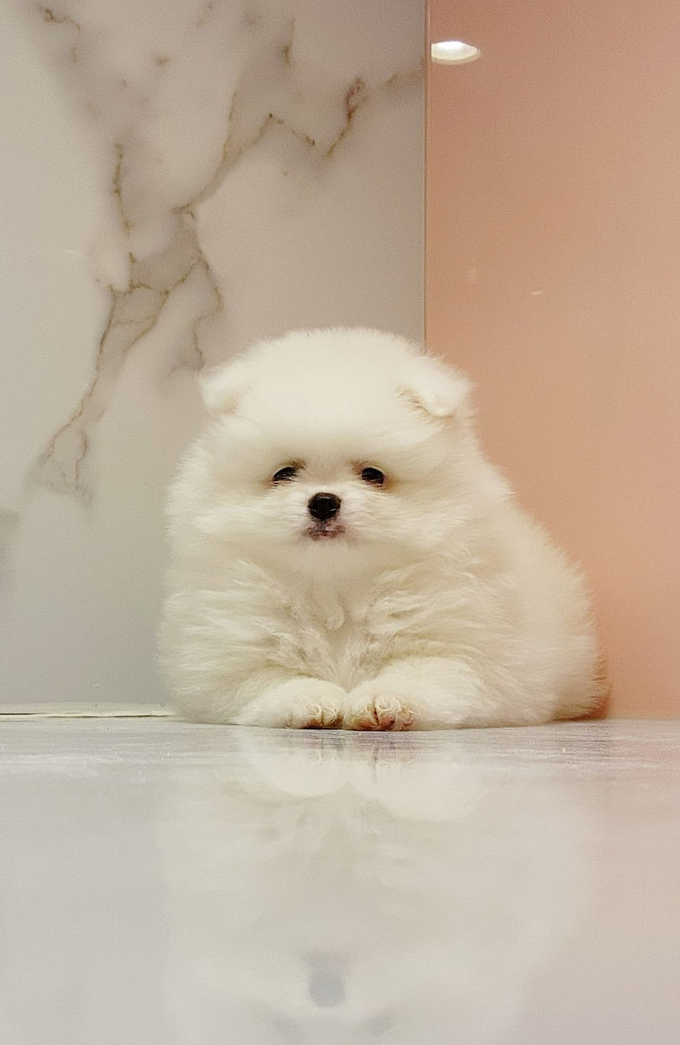 Thumbnail: Tea Cup Pomeranian 