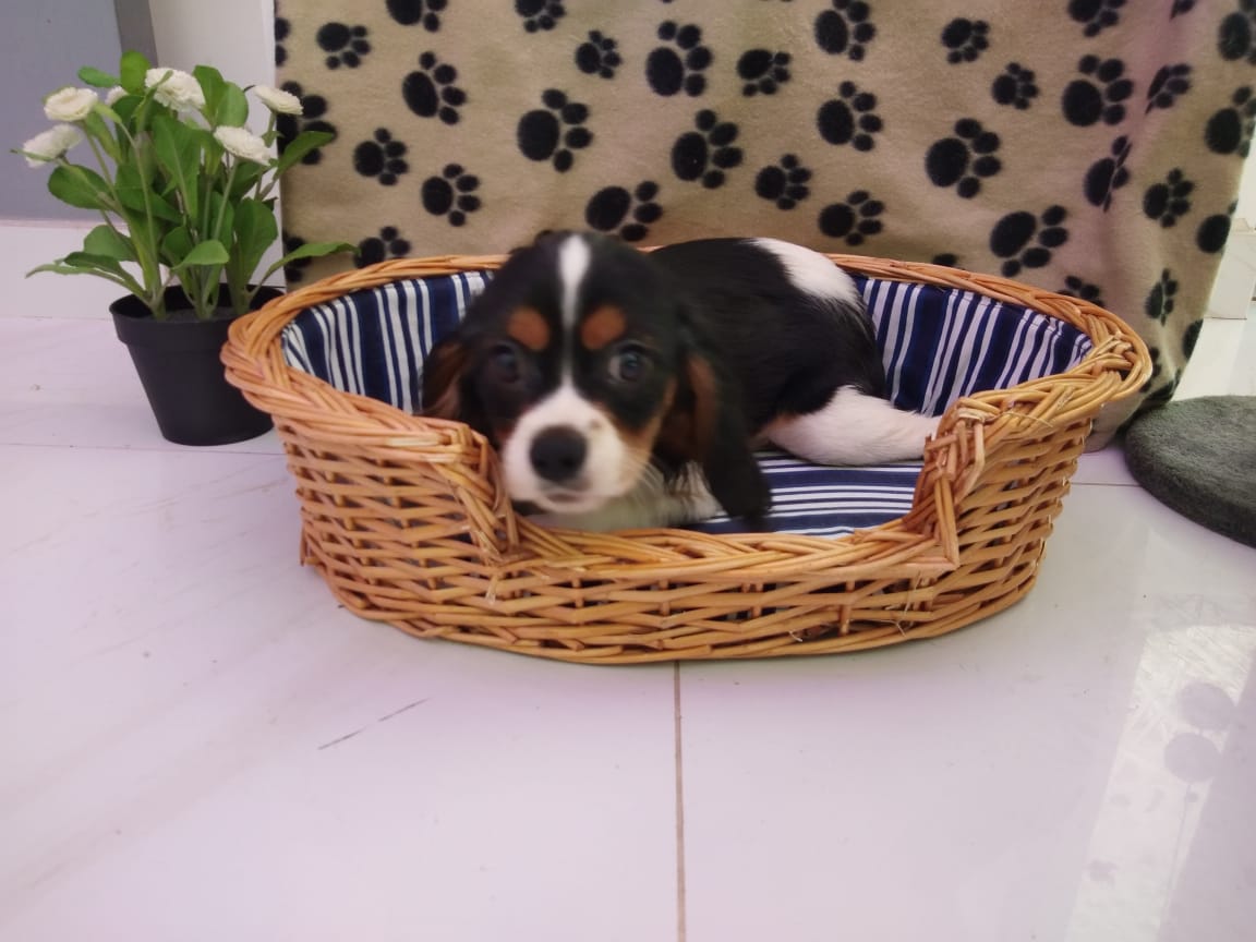 Cavalier King Charles Male
