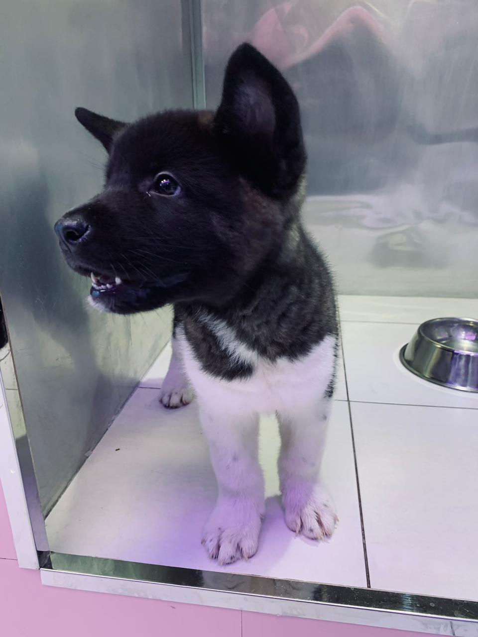 Miniature : Americian Akita Boy  2