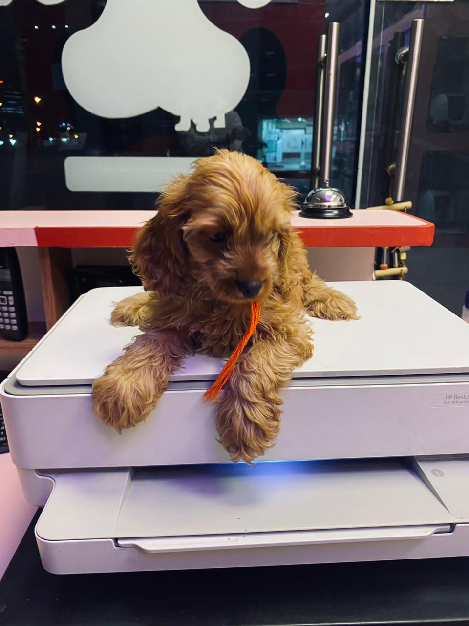 Miniature : Cocapoo Puppies 3