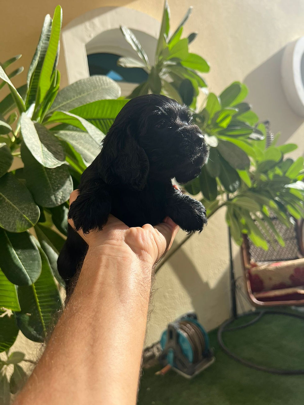 Thumbnail: Black cockier spaniel puppy 