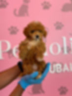 الصورة المصغرة: Maltipoo Puppy 