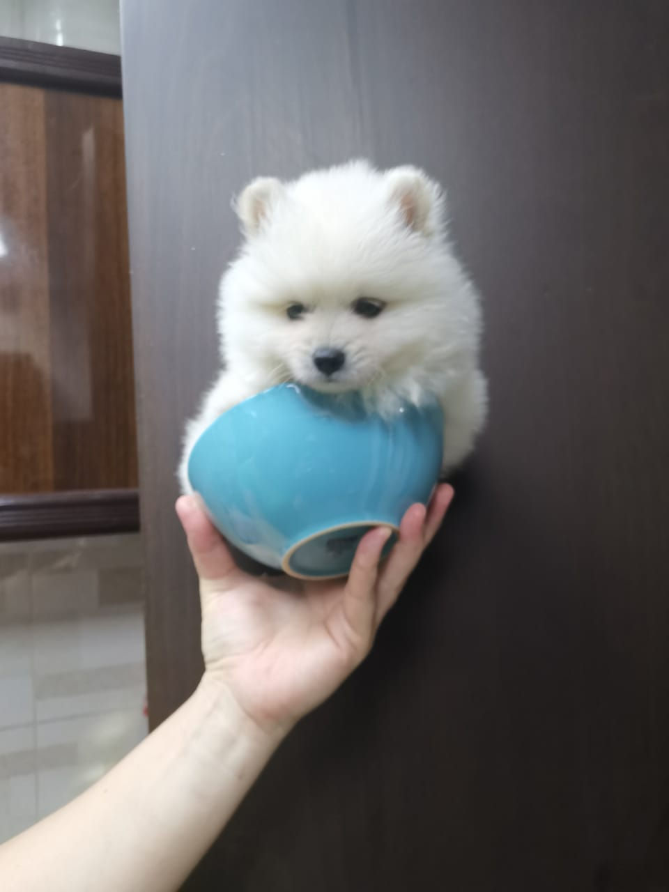 Miniature : Tea cup Pomeranian boy  4