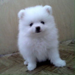 Mini Pomeranian Puppy