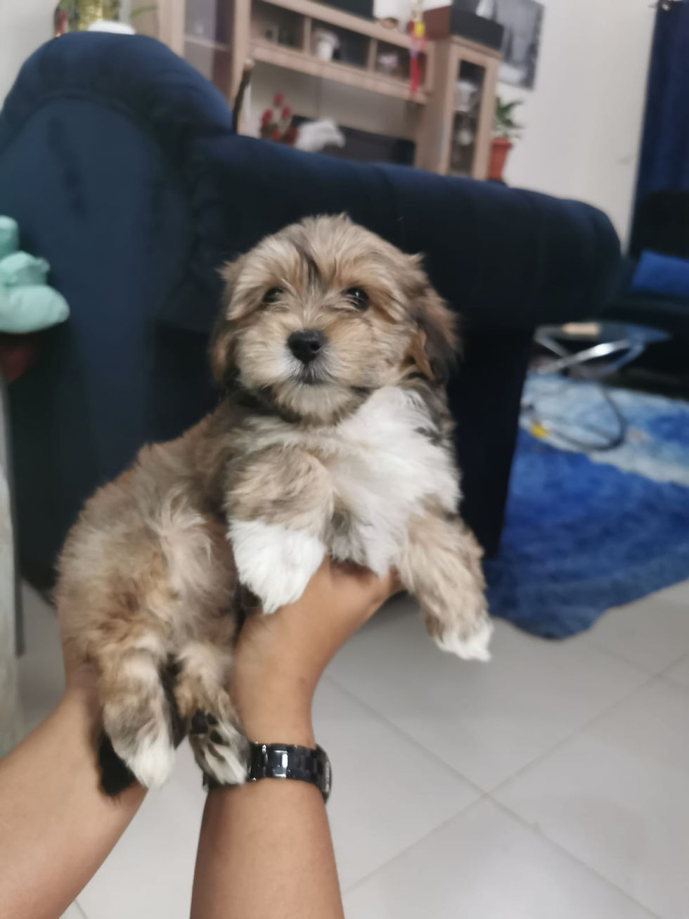 Miniatura: Havanese puppies 4