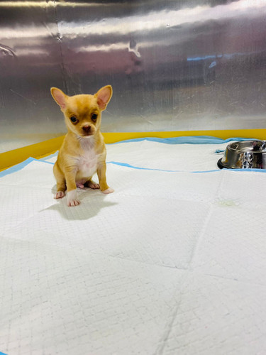Tea Cup Local Chihuahuas For Sale Teacup Chihuahua Senior