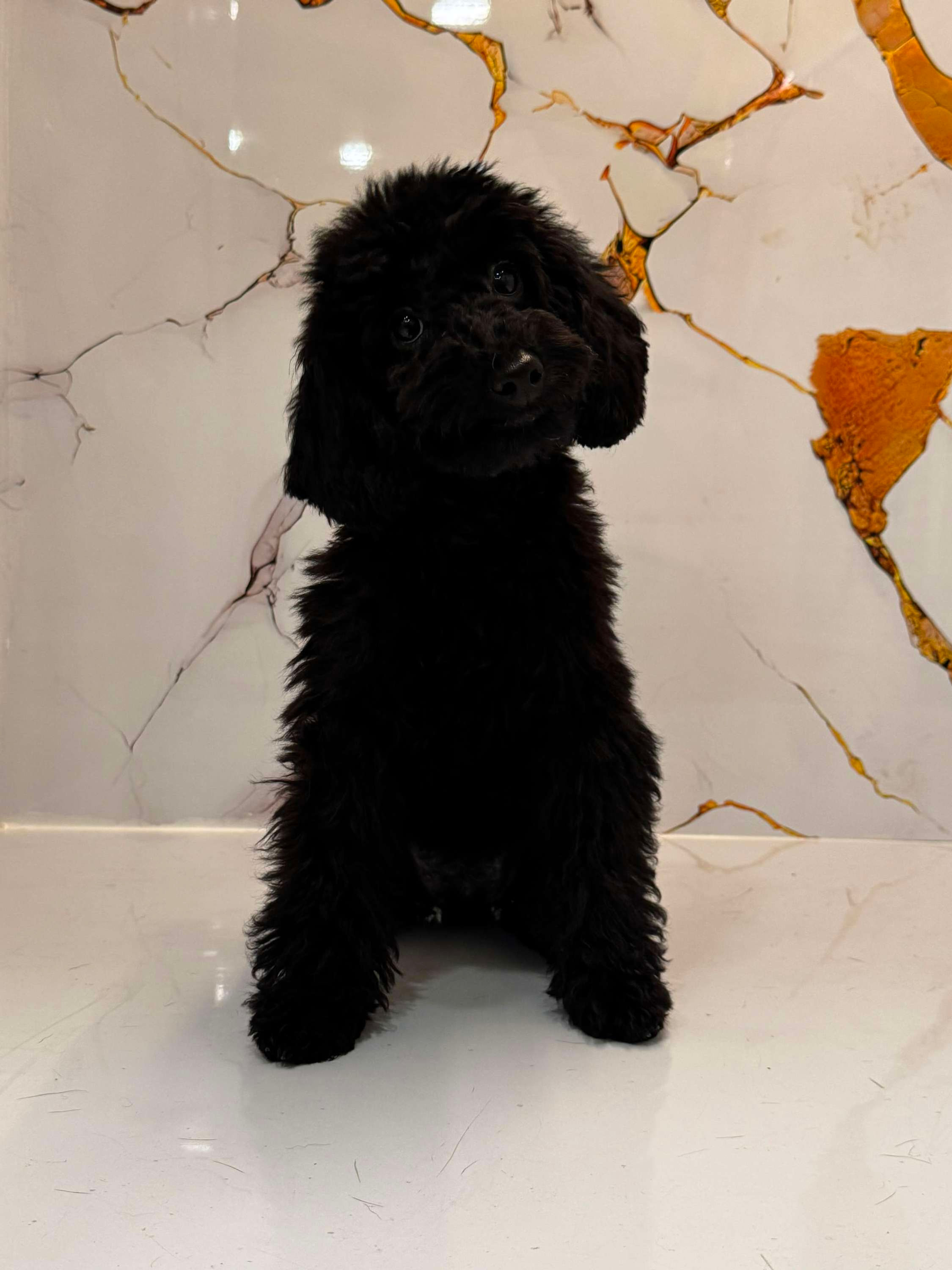 Mini poodle black puppy 