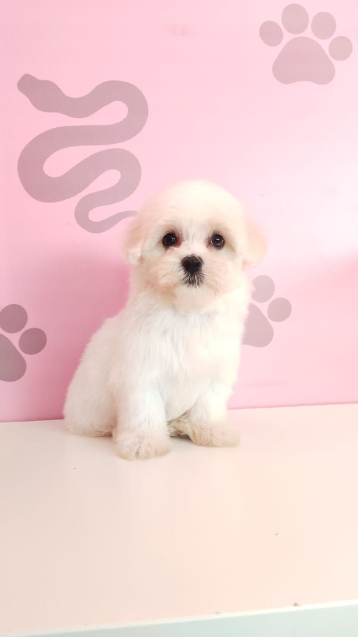 Mini Maltese Puppy