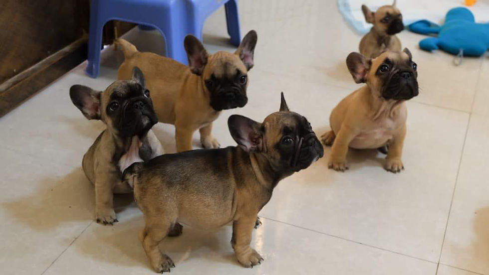 Thumbnail: French bulldog puppies available 