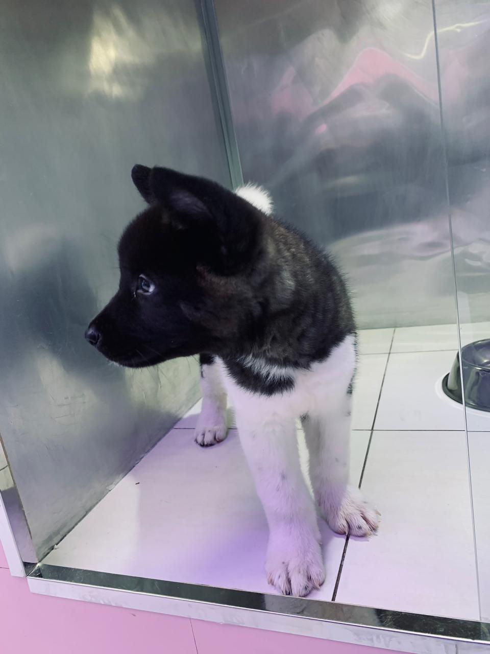 Miniature : Americian Akita Boy  6