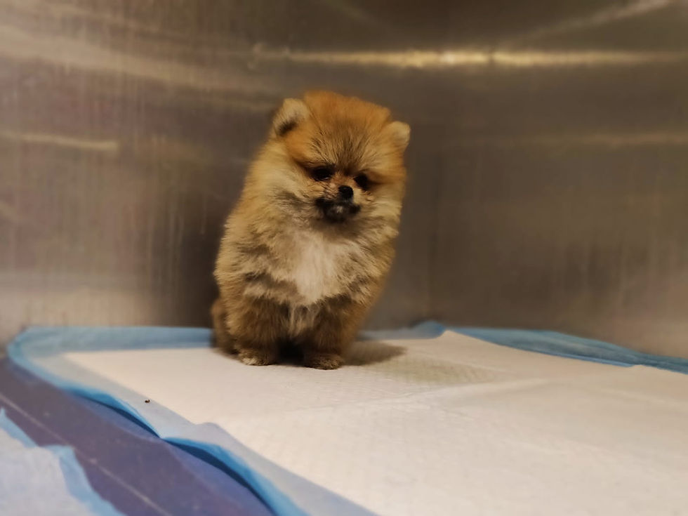 Toy Pomeranian Male Petholicks