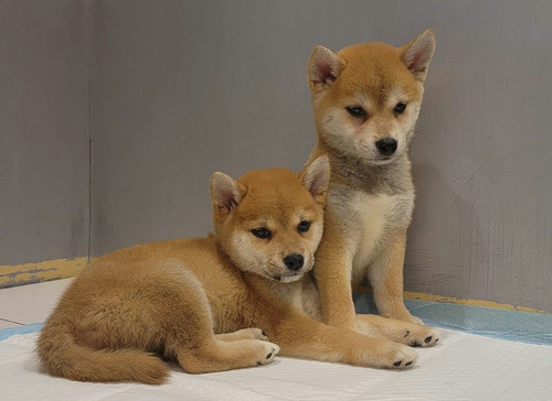 Inu Breeders Shiba Inu Puppy Craigslist Shiba Next To Akita Shiba