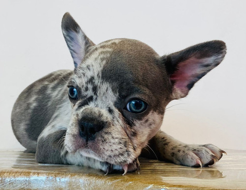 French bulldog Female Merle Petholicks