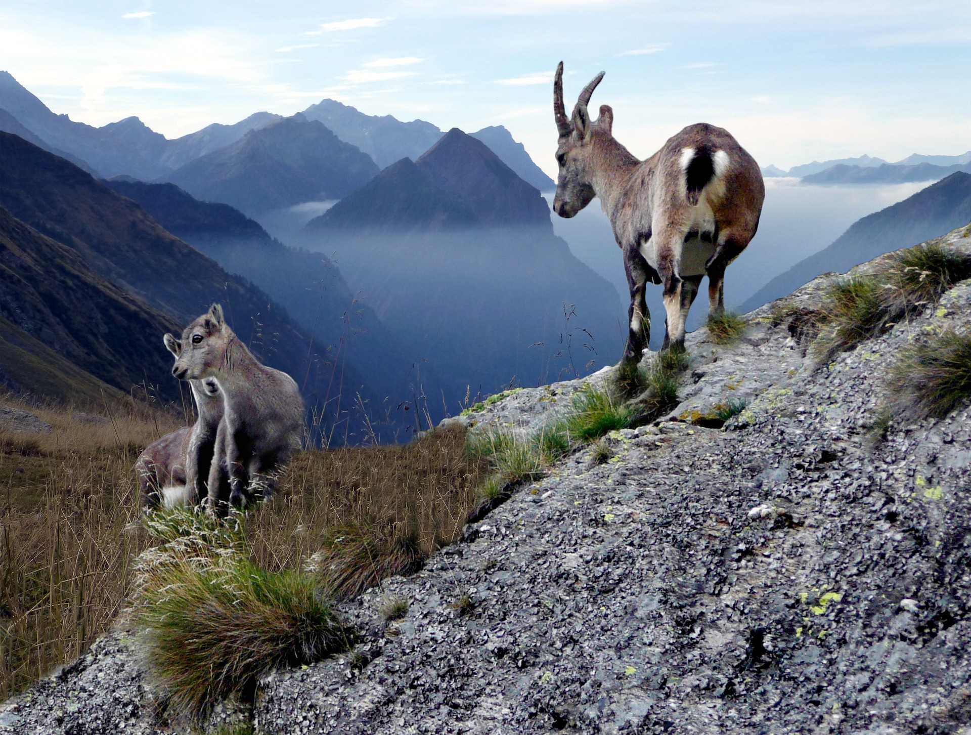 chamois-with-young-animals-2388636_1920.