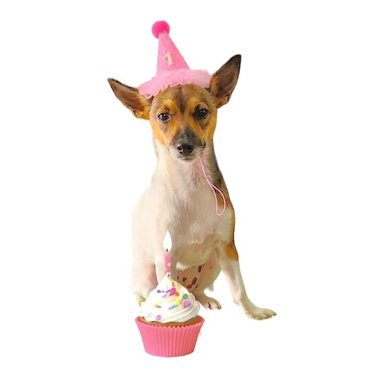Thumbnail: Pawty Hats