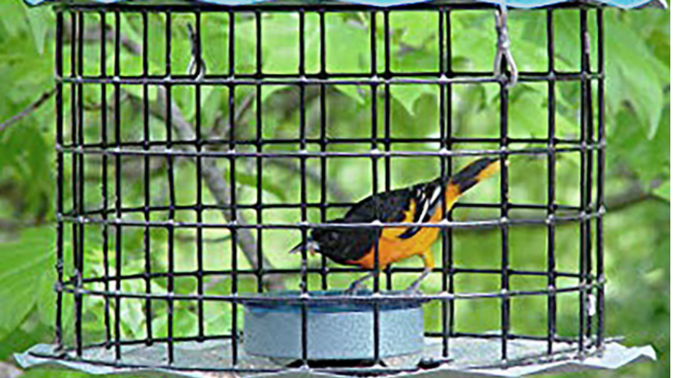 Bluebird feeder with protection for small birds.