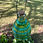 Thumbnail: Glass Wasp & Yellow Jacket Trap
