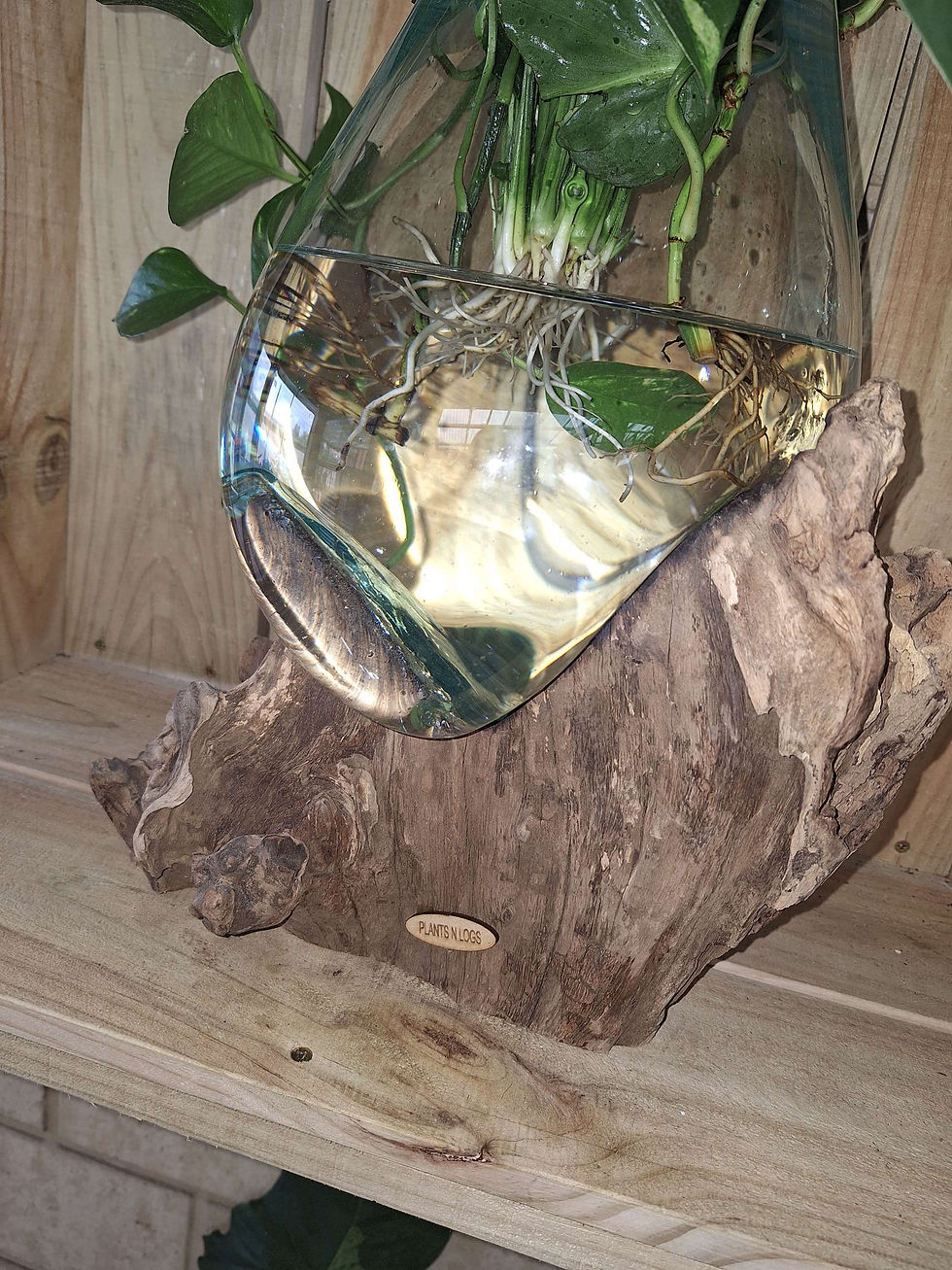 Thumbnail: MASSIVE PEACE HYDRO