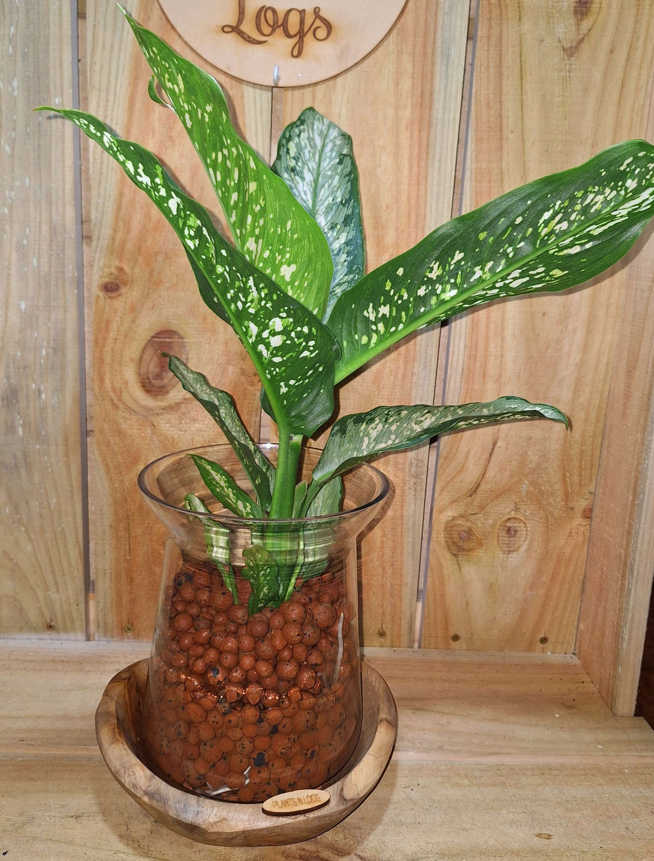 VERIGATED DIEFFENBACHIA