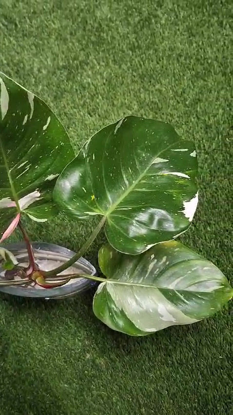 Thumbnail: White Princess