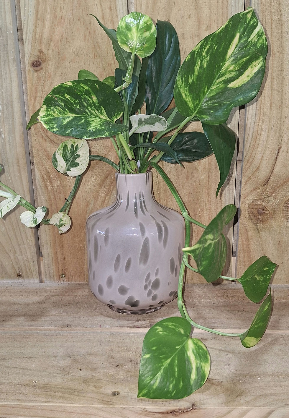Thumbnail: Pothos Dream Tripple Plants