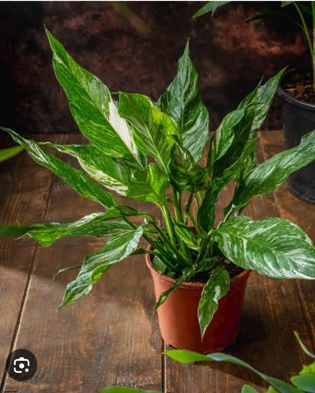 Spathiphyllum Variegated 120mm