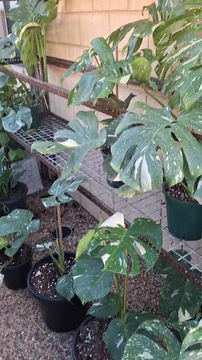 Thumbnail: ASSORTED THAI CONSTELLATION  ASS PRICE PLEASE CONTACT FOR MORE INFORMATION 