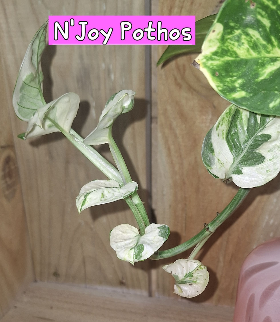 Thumbnail: Pothos Dream Tripple Plants
