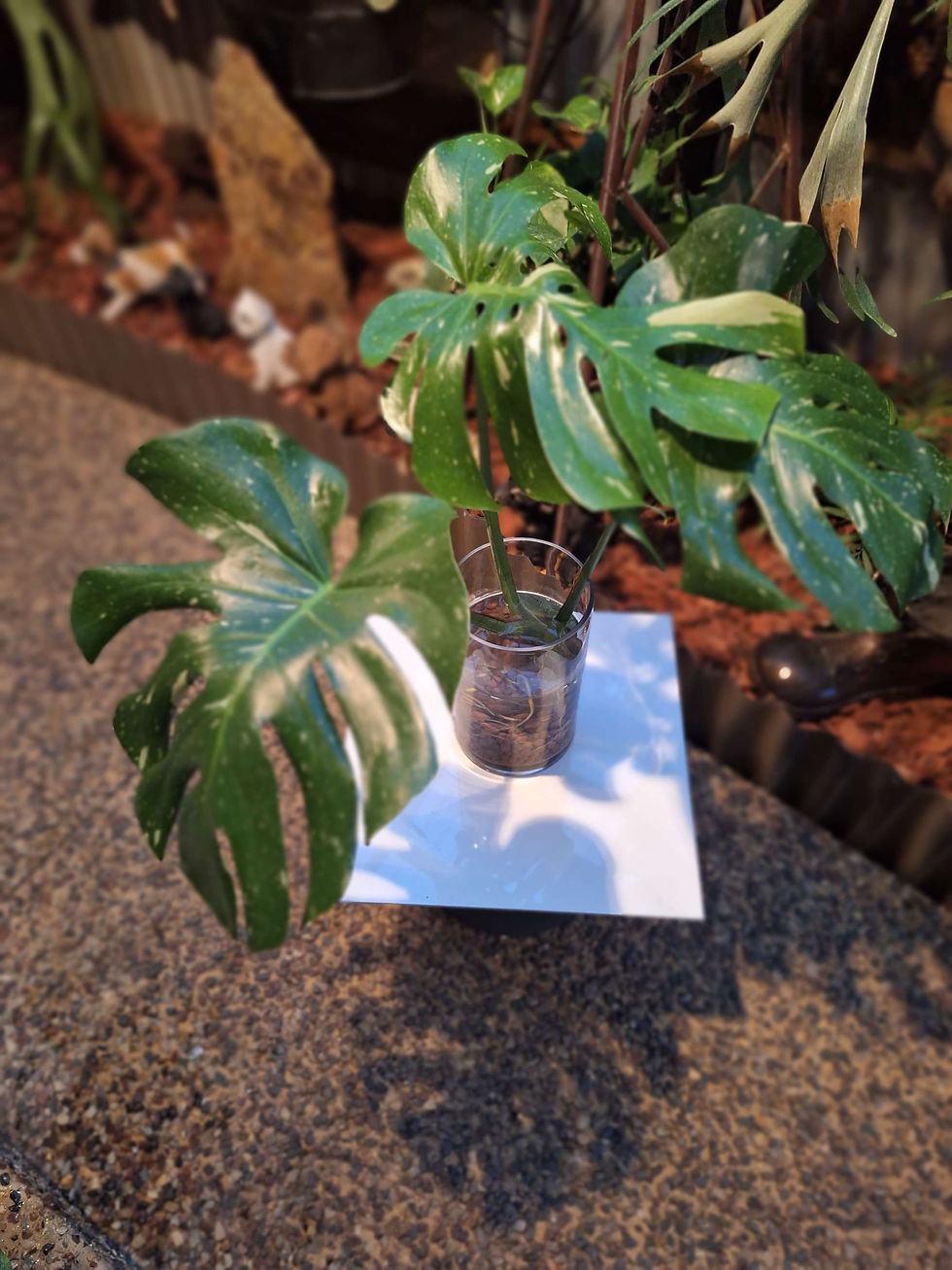 Thumbnail: THIA CONSTELLATION HYDRO