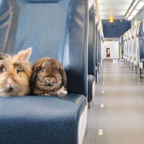 ANAC autoriza a viagem de coelhos na cabine do avião