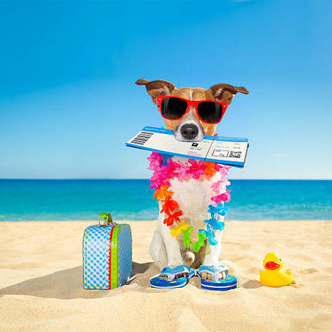 Como viajar com animais