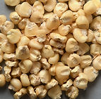 Native peoples corn kernels.jpg