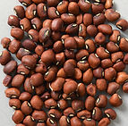 Native peoples Bean seeds.jpg