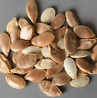 Native peoples squash seeds.jpg