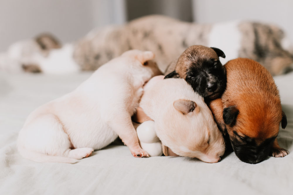 Köpeklerde Davranış Gelişimi (Ontojeni) Vet Sözlük