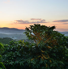 coffee-1548766_1920.jpg
