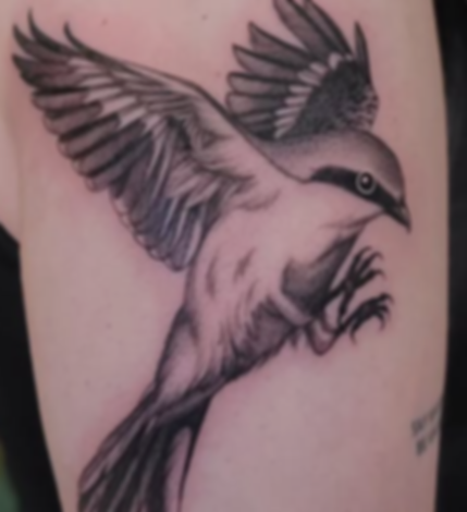 Tatouage d'un oiseau en vol sur l'avant-bras, style illustratif par Levv.tattoo.