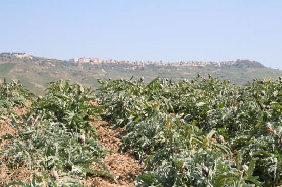 Campo di carciofi, Niscemi