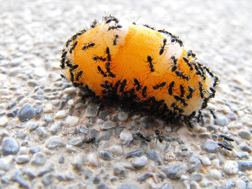Ant Problem With Spring Spring is Here: Ants, Pests, and Peace of Mind Grand Junction
