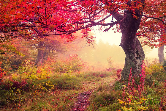 Services - wandeltherapie.jpg