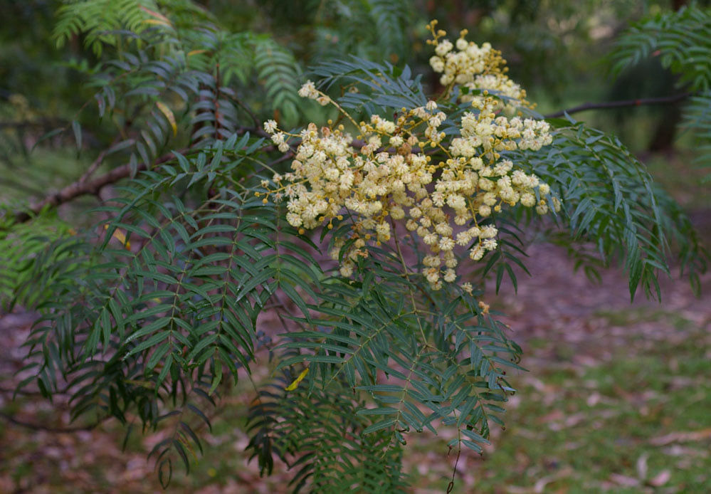 Acacia elata - Mountain Cedar Wattle / Cedar Wattle - 30 seeds