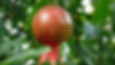 Thumbnail: Punica granatum - Pomegranate - 20 seeds