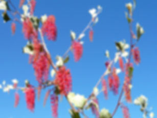 Grevillea wickhamii - Wickham's Grevillea - 10  Seeds