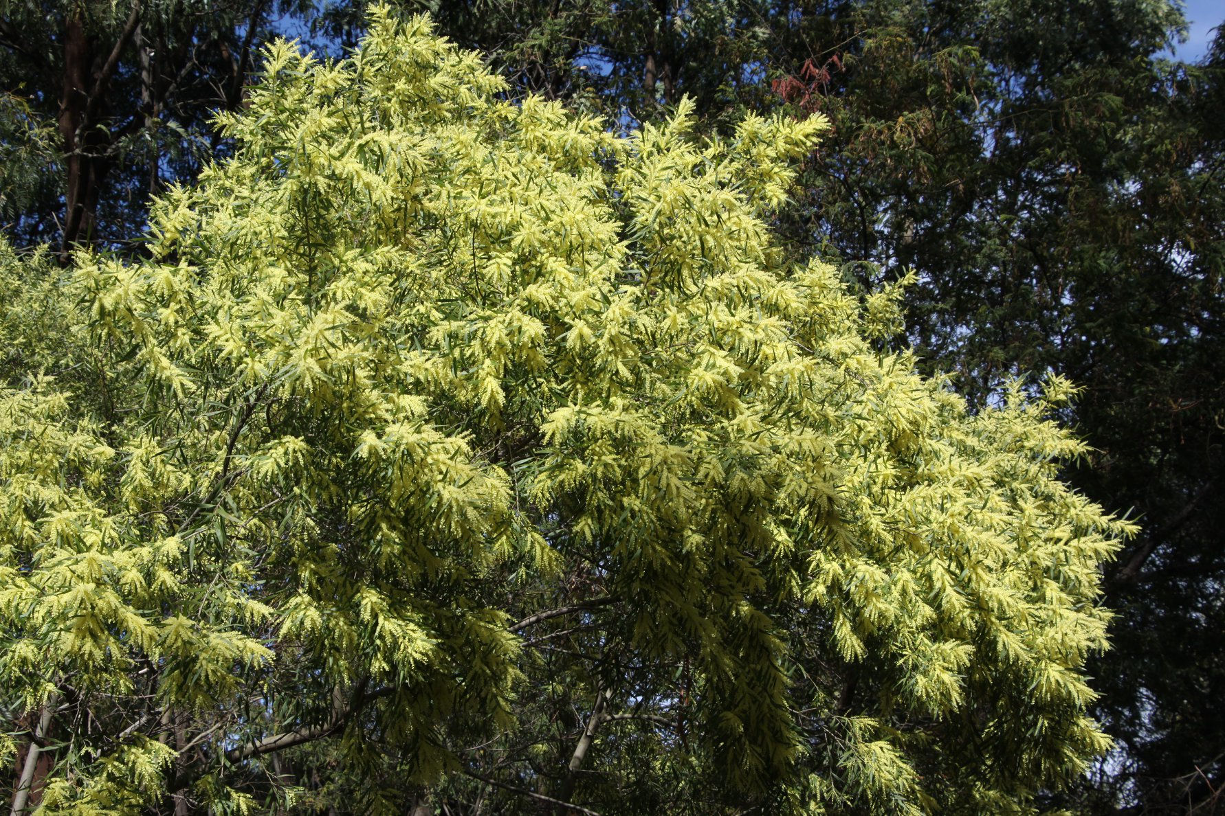 Acacia floribunda - Gossamer Wattle / Sally Wattle - 30 seeds